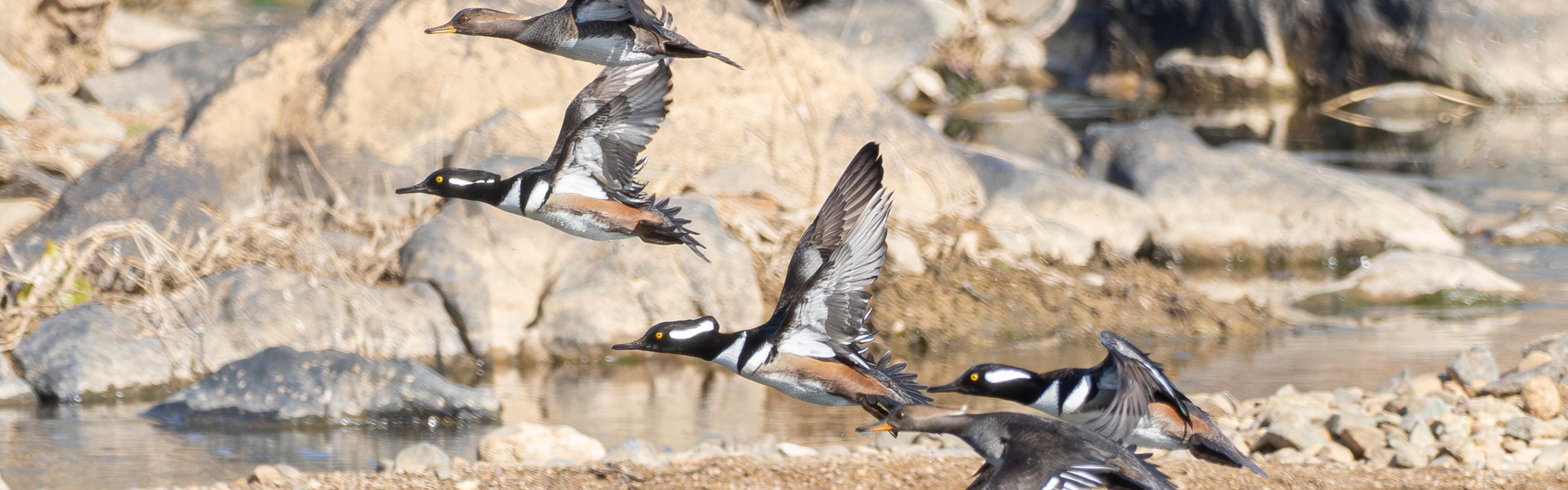 a group of flying ducks (hooded merganzers) taking off with water below and rocks behind them.