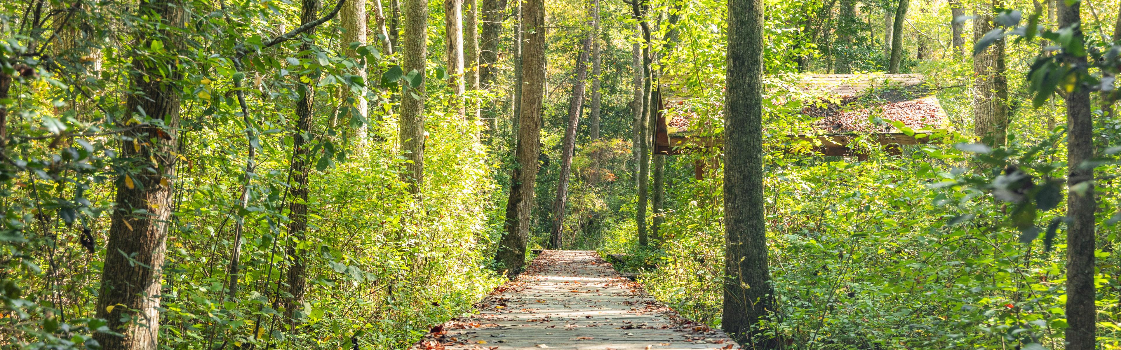 A boardwalk through a green forest