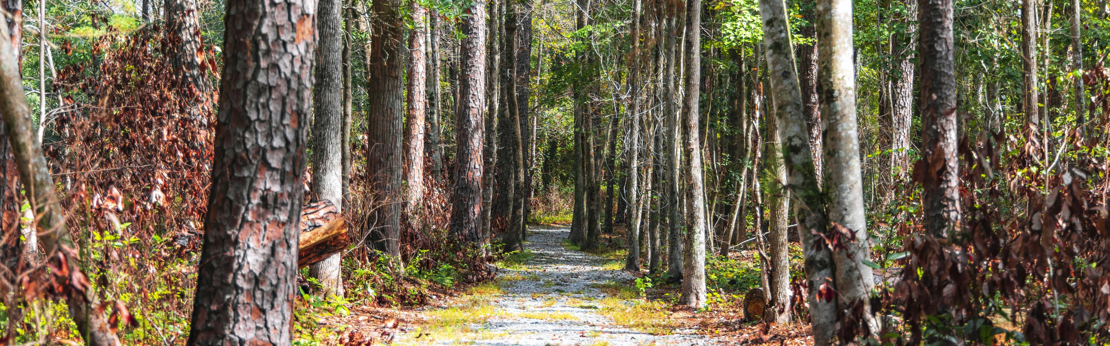 A gravel trail through the woods at Singletary Lake State Park