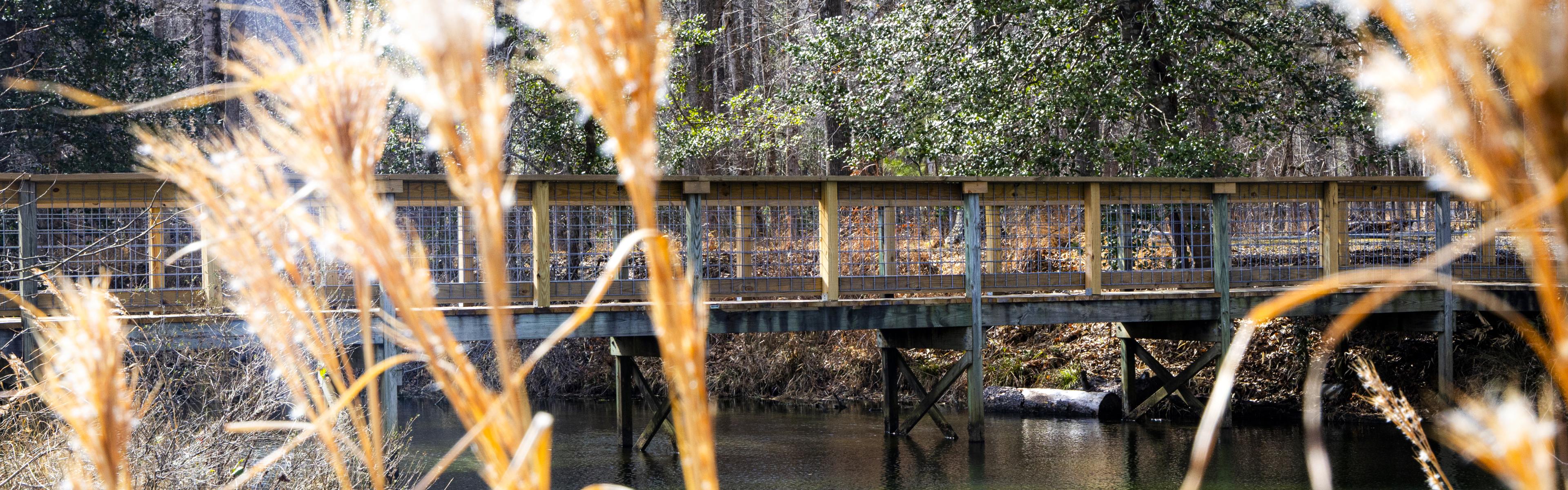 A pedestrian bridge across a small pond with sunlit plants in the foreground