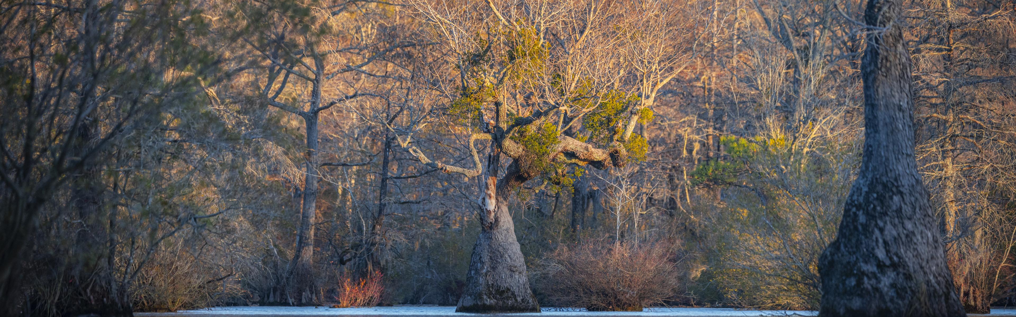 A large cypress tree stands tall in the millpond