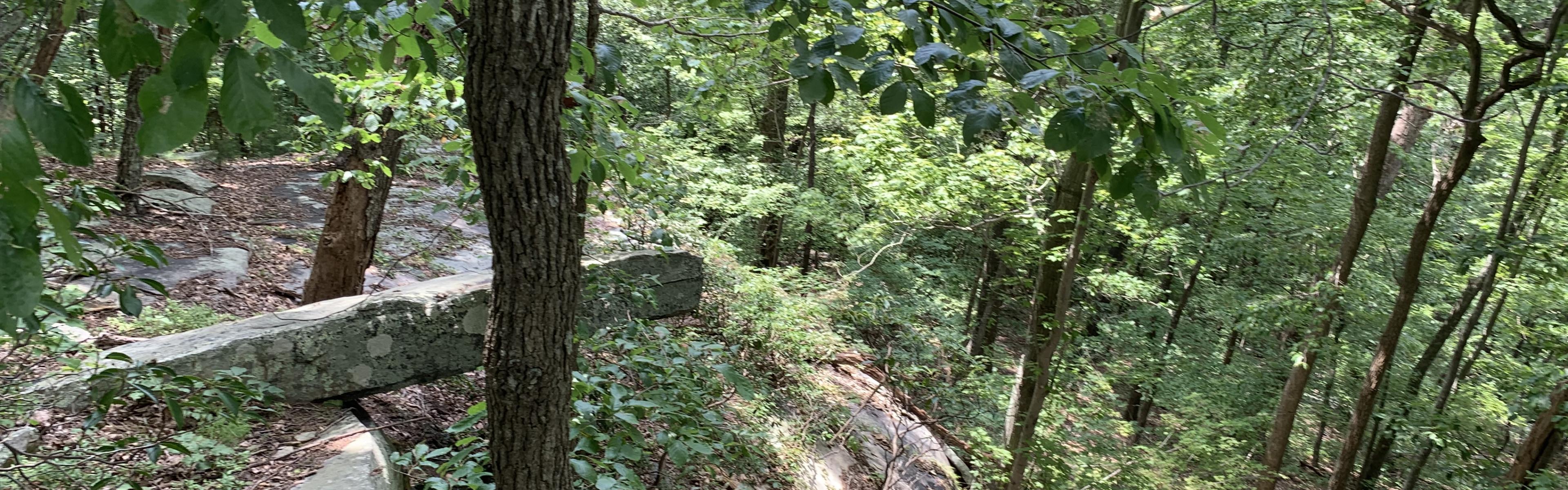 A trail through the woods with greenery all around