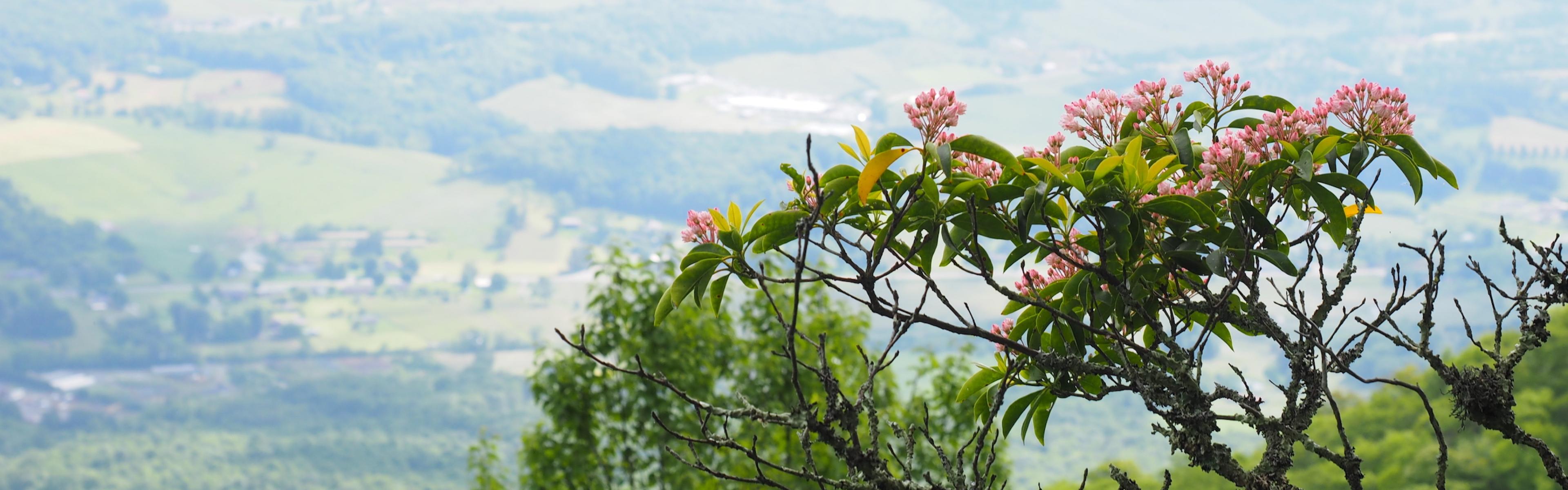 Pink wildlfowers in focus with a valley in the distance