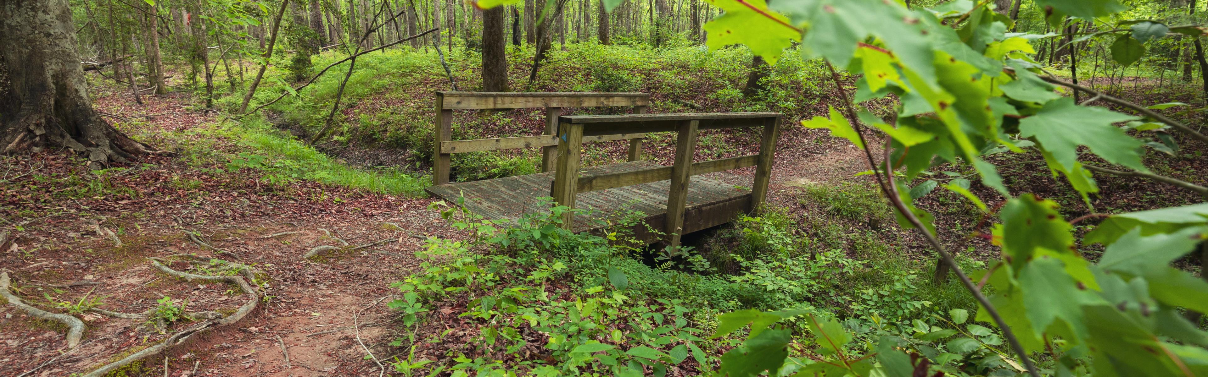 A small pedestrian bridge framed by green leaves and branches in a forest
