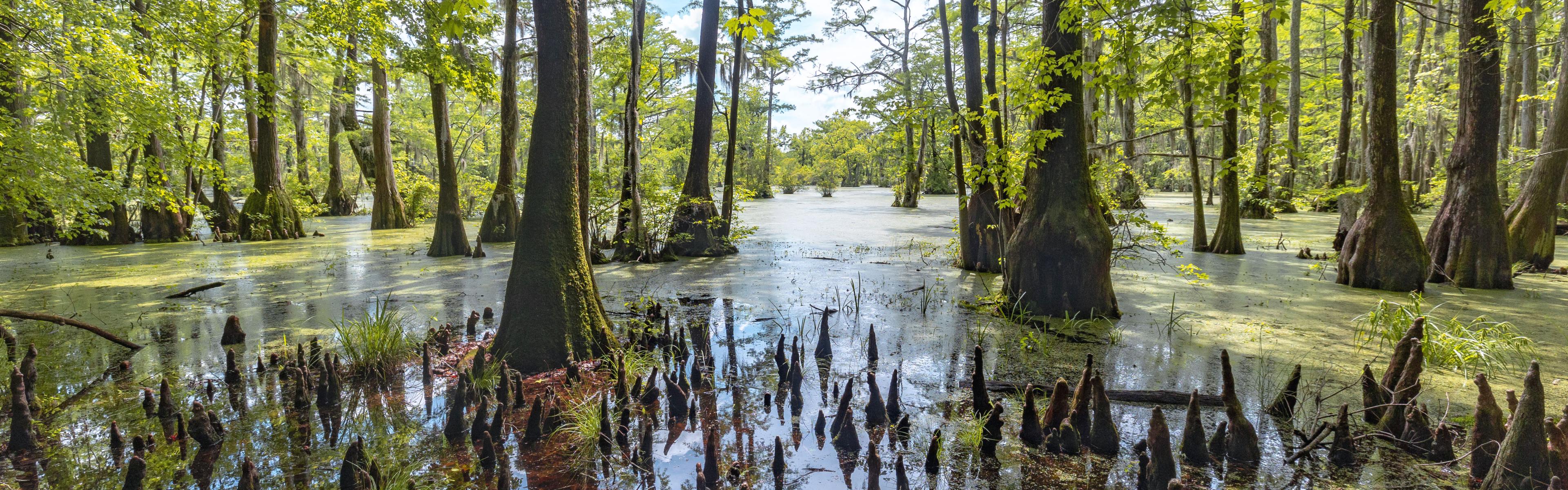 Cypress trees and stumps along a shoreline in spring