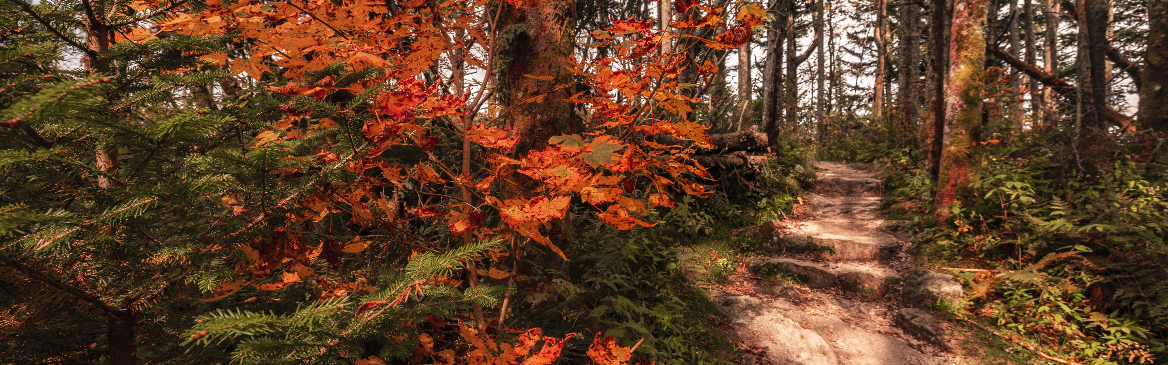 Fall colors line a hiking trail as it heads into the woods