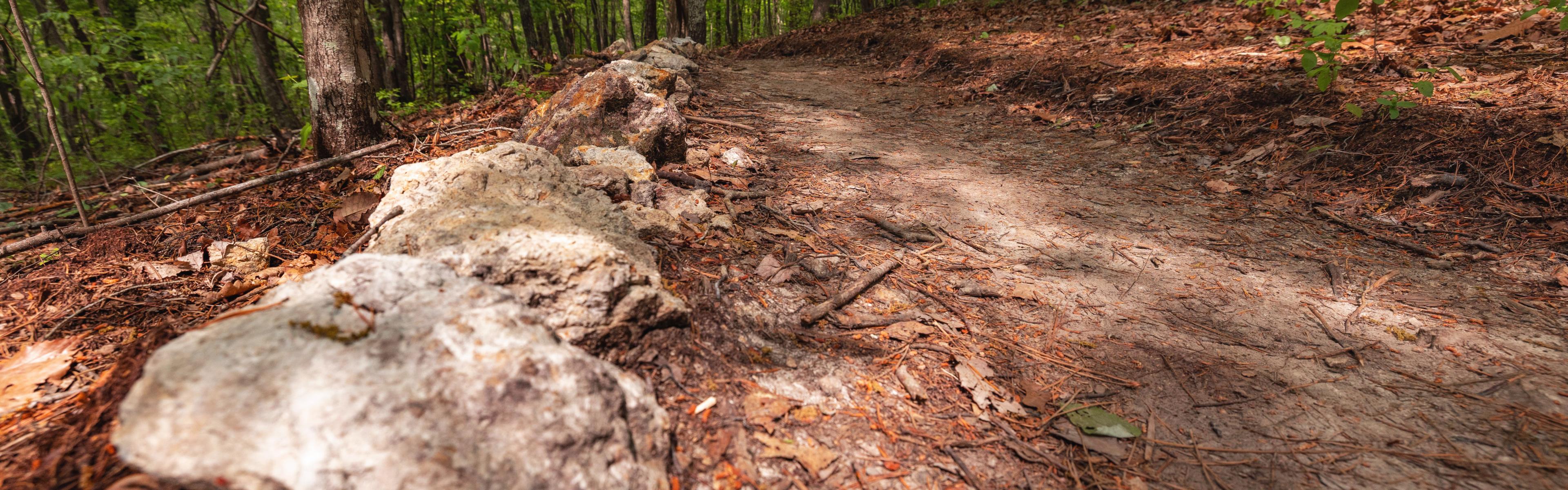 Rocks line a trail through the forest