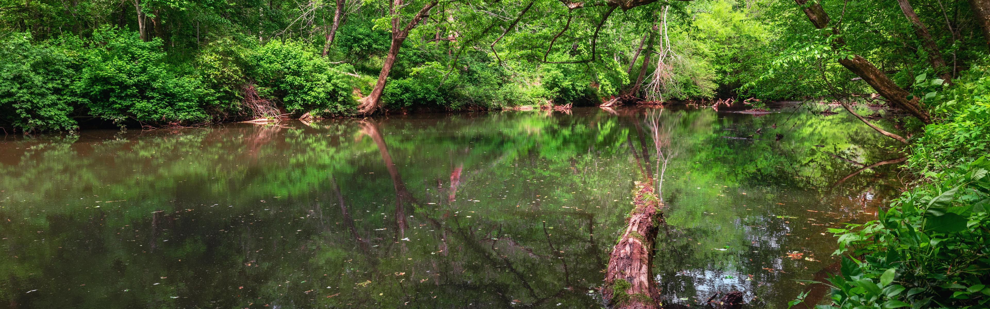 A river reflects a green forest