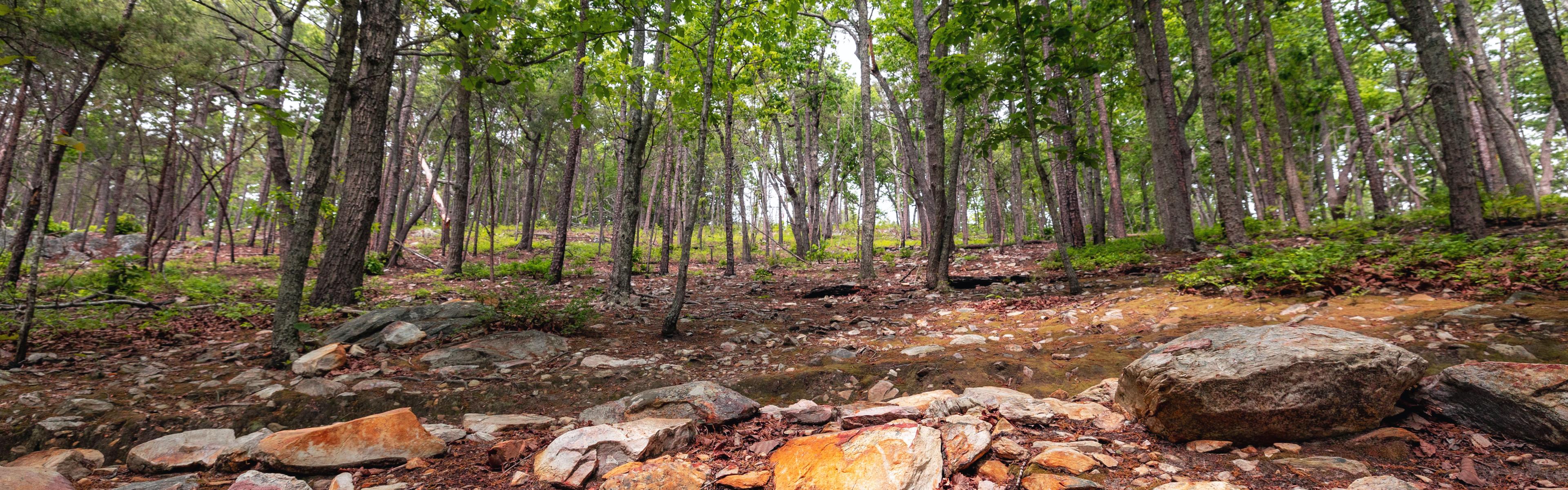 A rocky landscape under a spring forest canopy