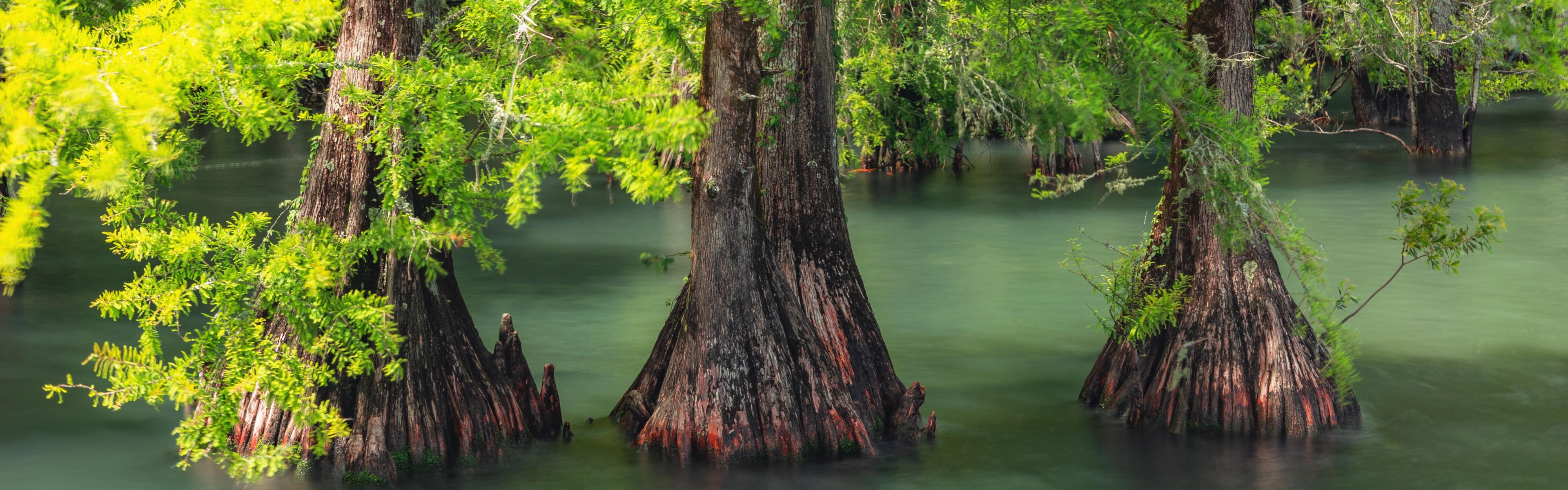 Cypress trees at Phelps Lake in Pettigrew State Park