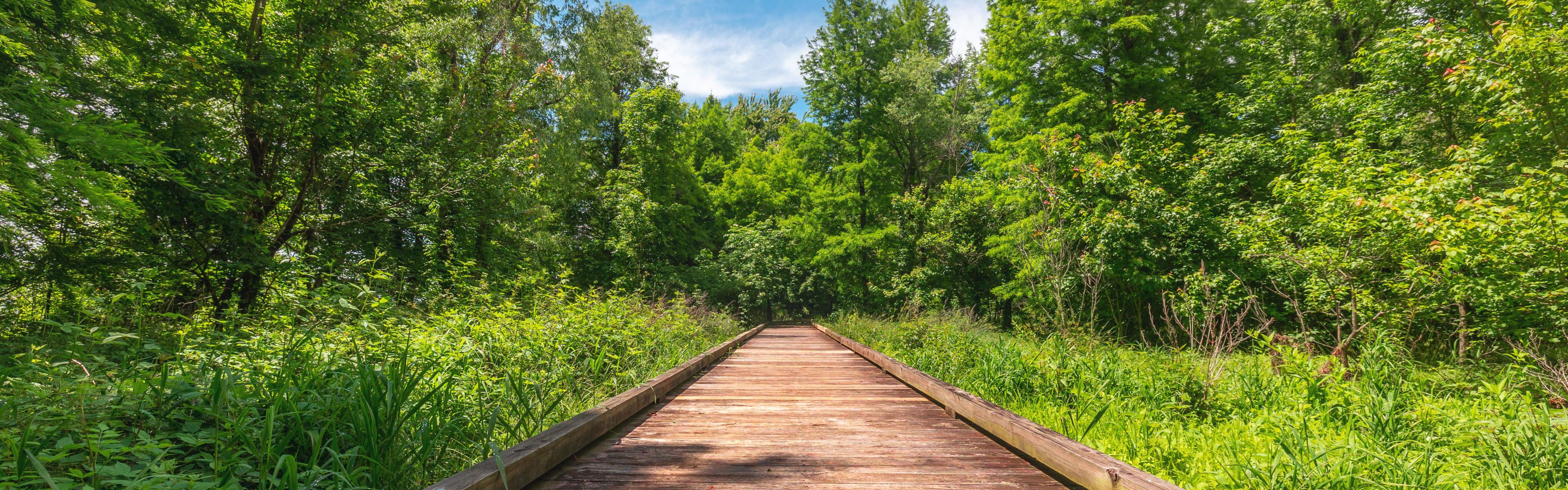 A boardwalk cuts through a green forest on a blue sky day