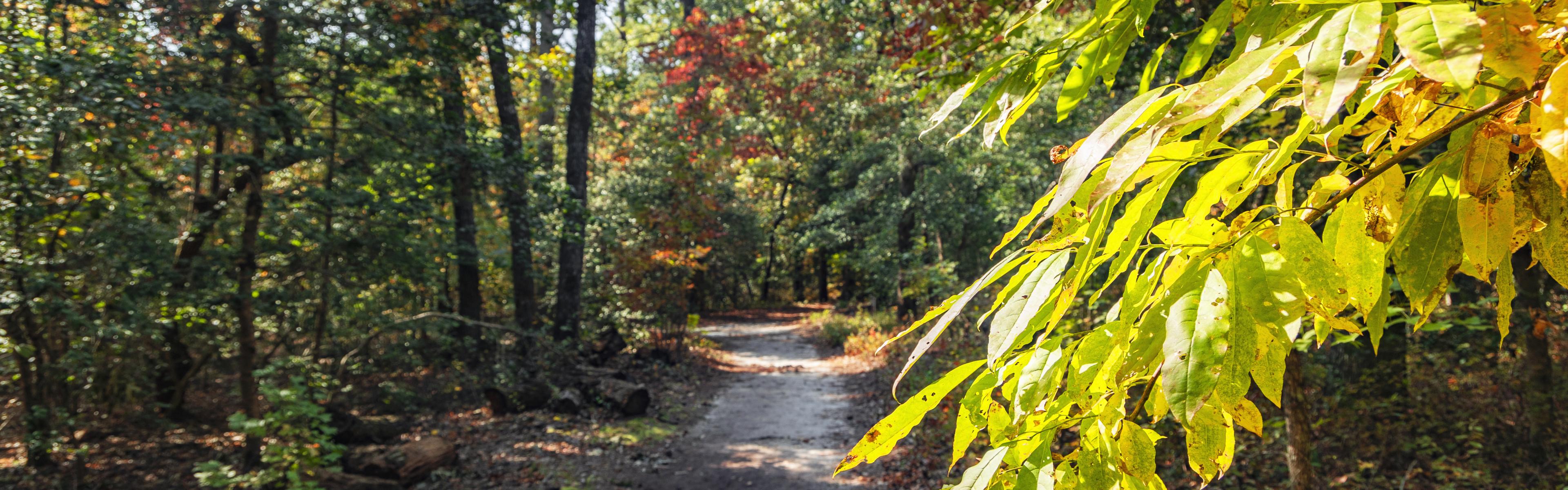 Sunlit leaves in focus with a trail in the background