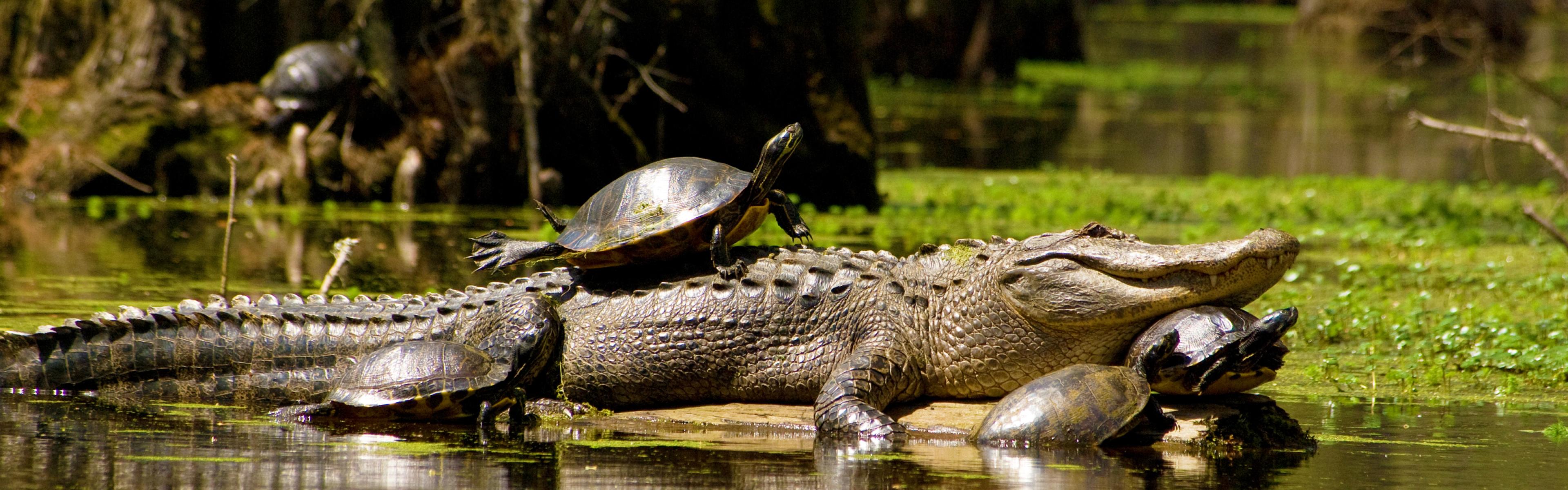 Turtles around and on top of an alligator in a swamp