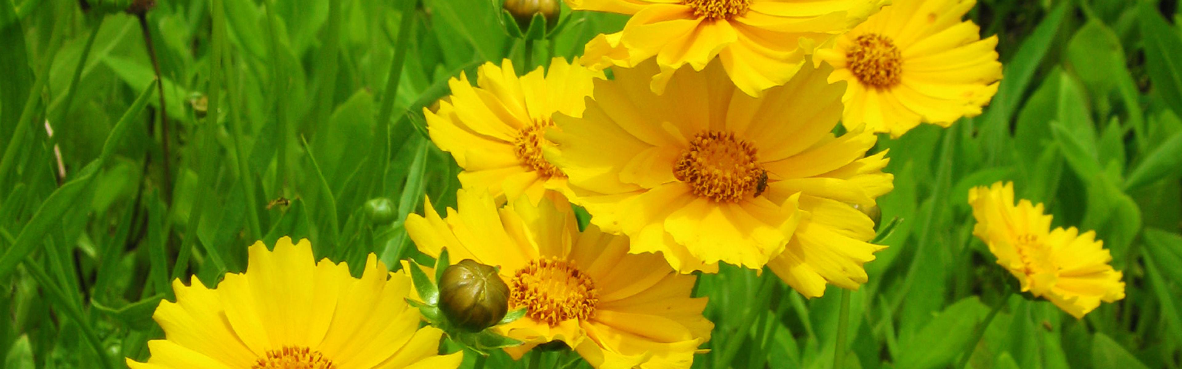 Yellow flowers blooming