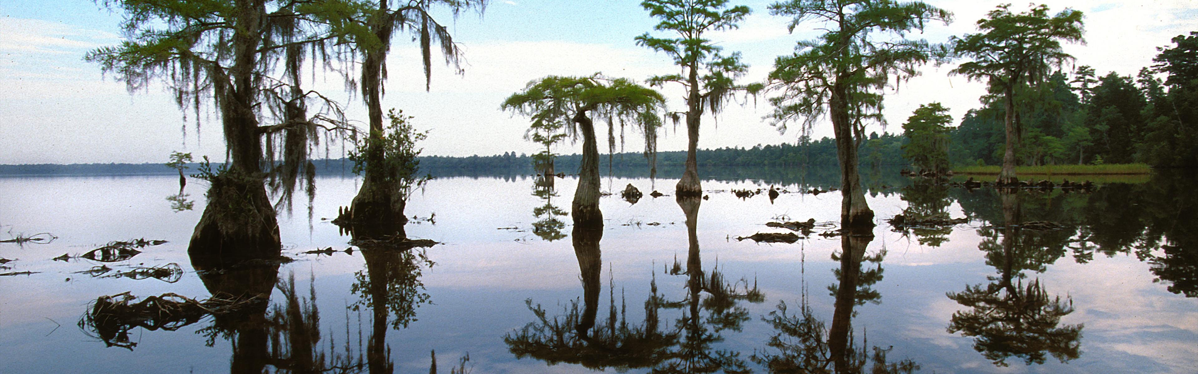 Cypress trees and their reflections lined next to each other in Singletary Lake