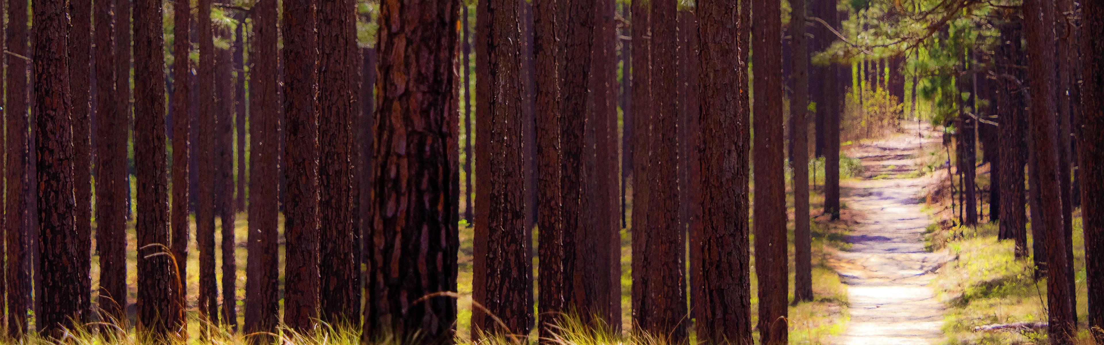 A trail lined with longleaf pine trees