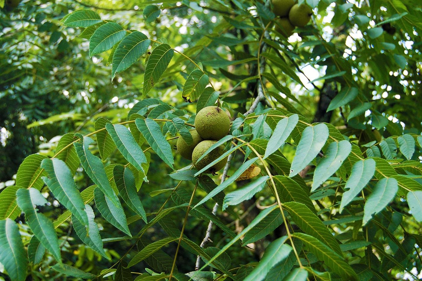 Black Walnut Leaves Trunk black-walnut-leaves-trunk
