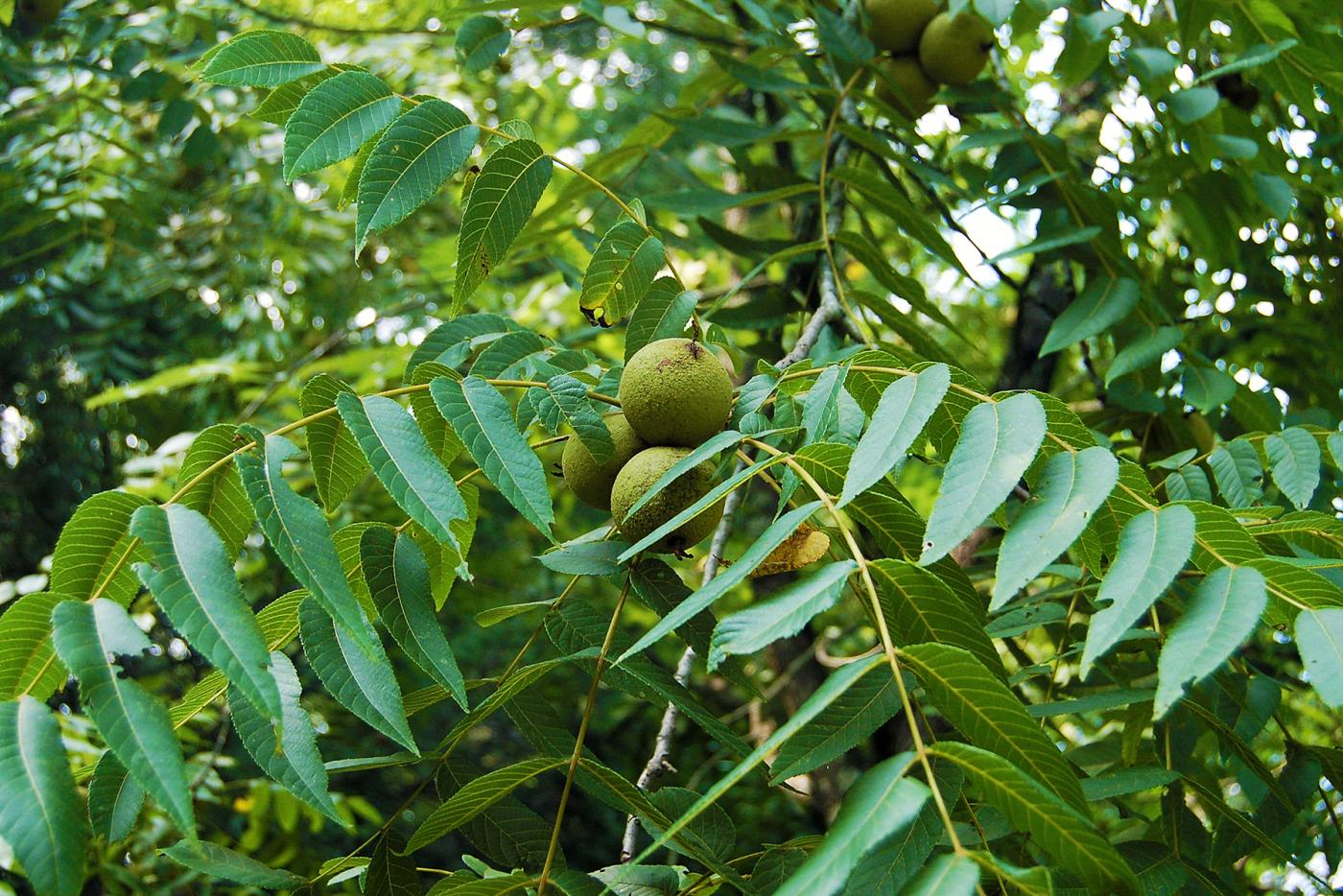 Black Walnut Leaves Trunk