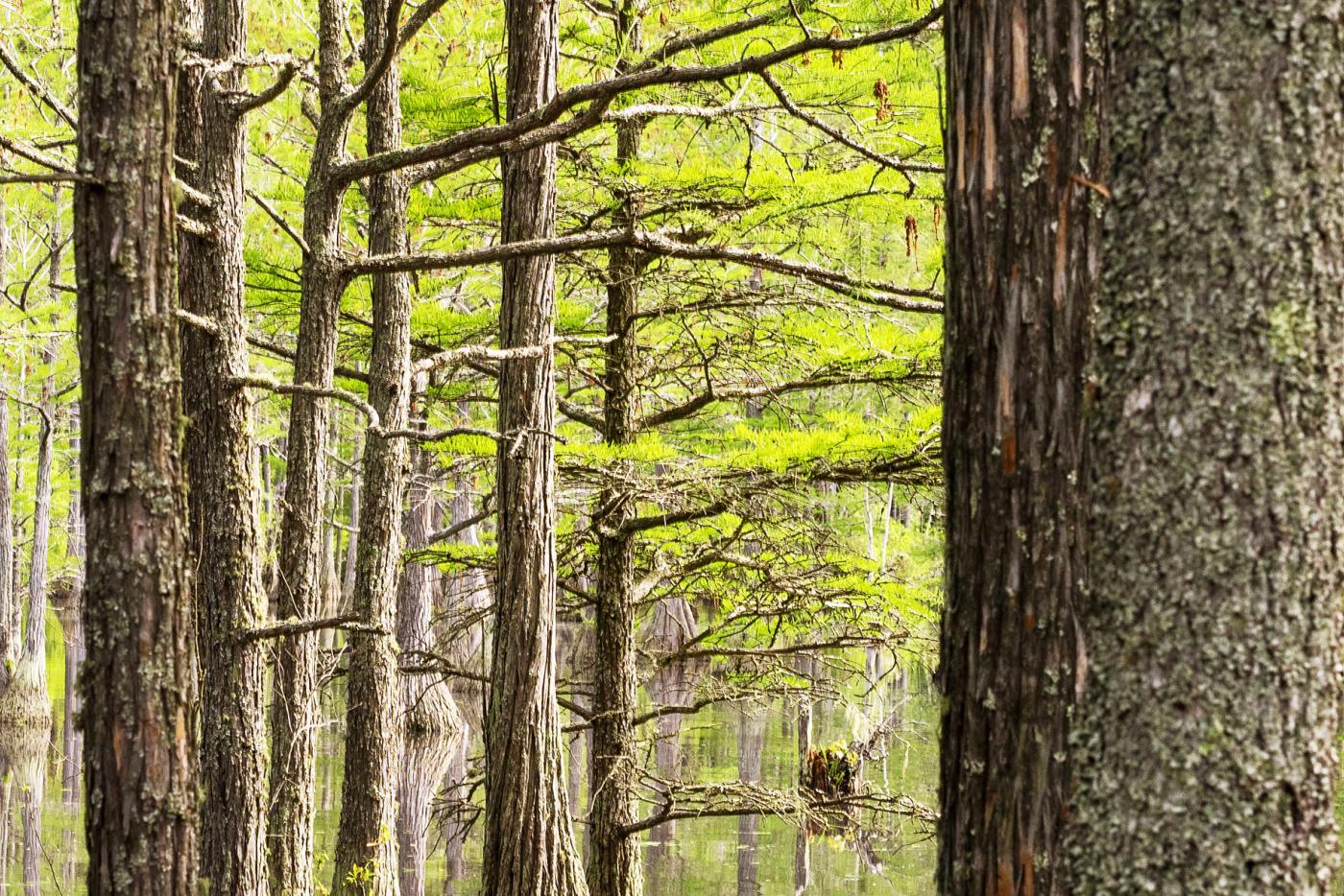 Closeup of bark and leaves of pond cypress trees at Carvers Creek State Park