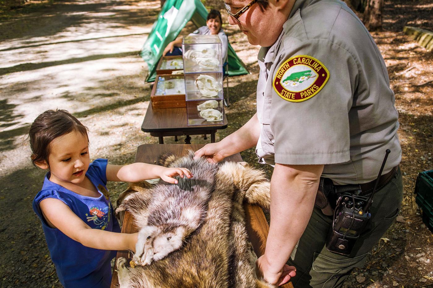 A young visitors touches the pelts in a skins and skulls display at William B. Umstead State Park