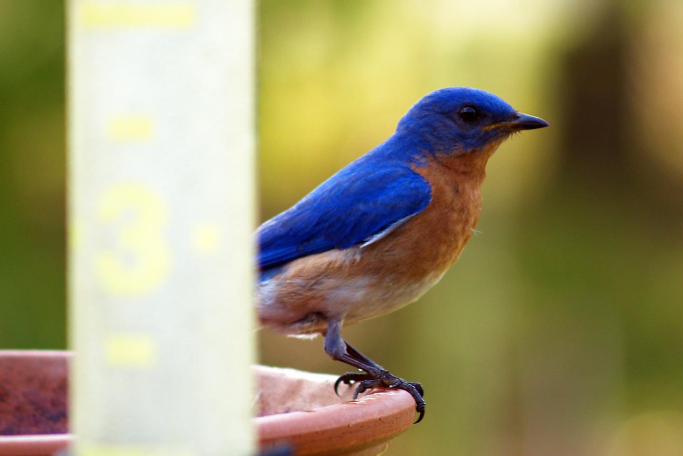 Eastern bluebird at Carolina Beach State Park