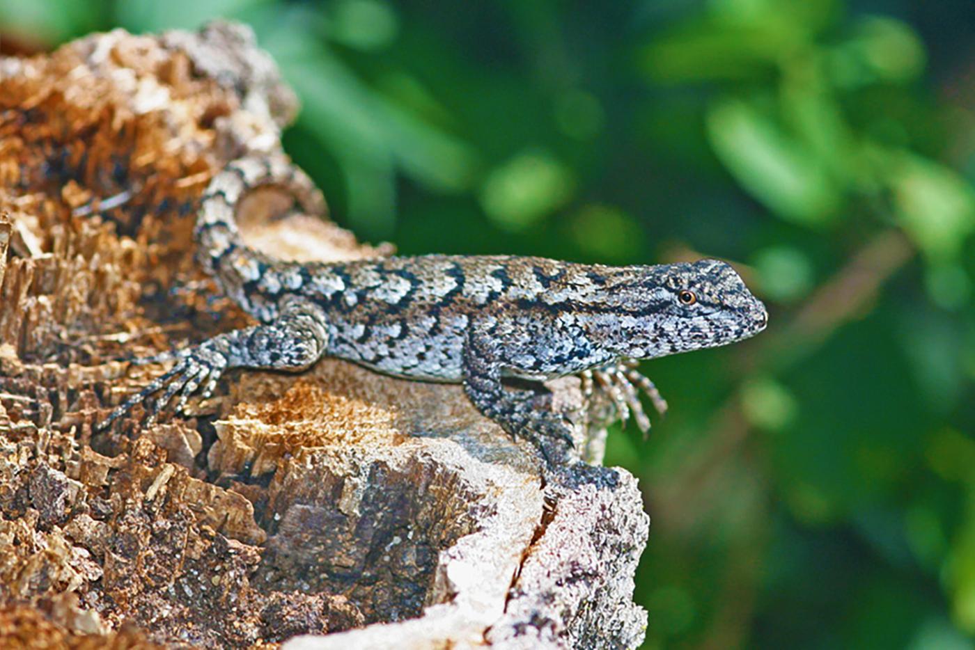 Eastern fence lizard on a rock at Weymouth Woods Sandhills Nature Preserve