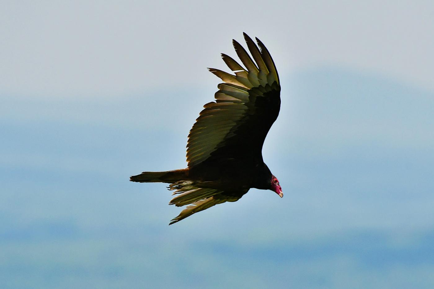 Turkey vulture flying over Pilot Mountain State Park