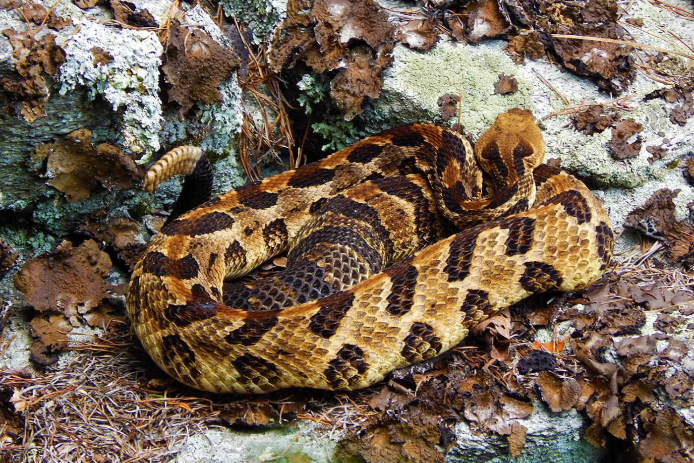 Timber rattlesnake at Hanging Rock State Park