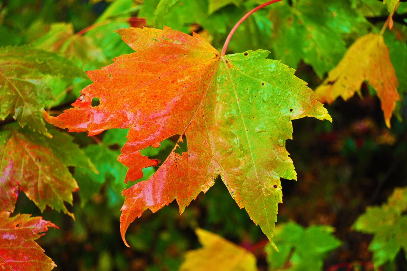 Leaf changing color from green to red at Mount Jefferson State Natural Area