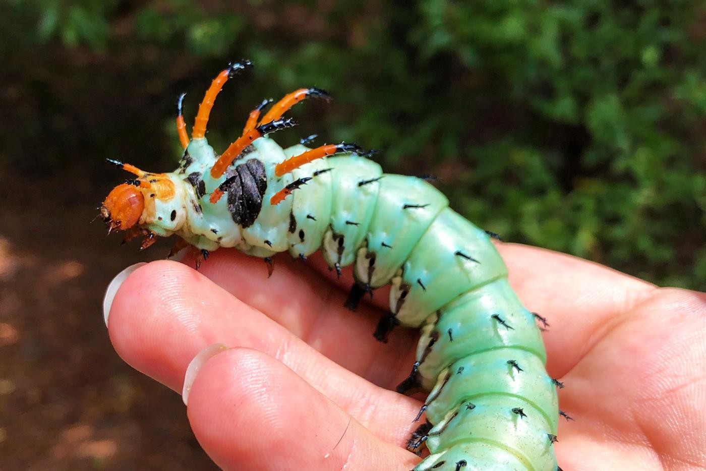 Hickory horned devil caterpillar at Weymouth Woods Sandhills Nature Preserve