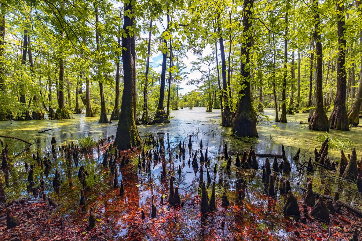 Scenic view of the water and the millpond, with cypress knees poking through at Merchants Millpond State Park