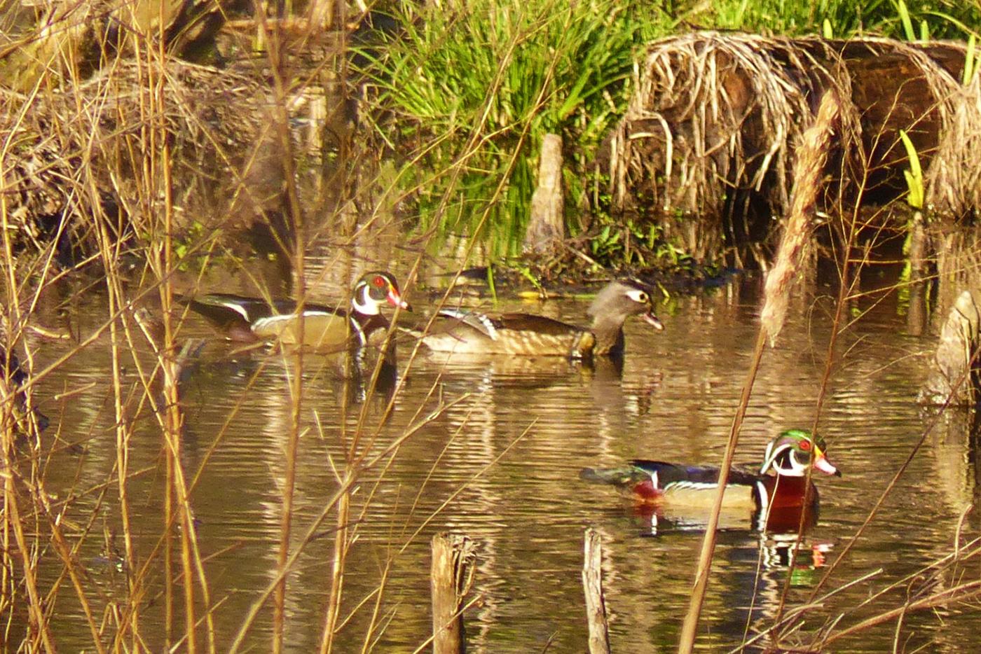 Wood ducks at Merchants Millpond State Park