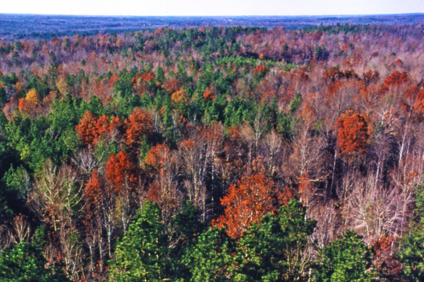 Aerial shot of fall colors at Medoc Mountain State Park, circa 1975