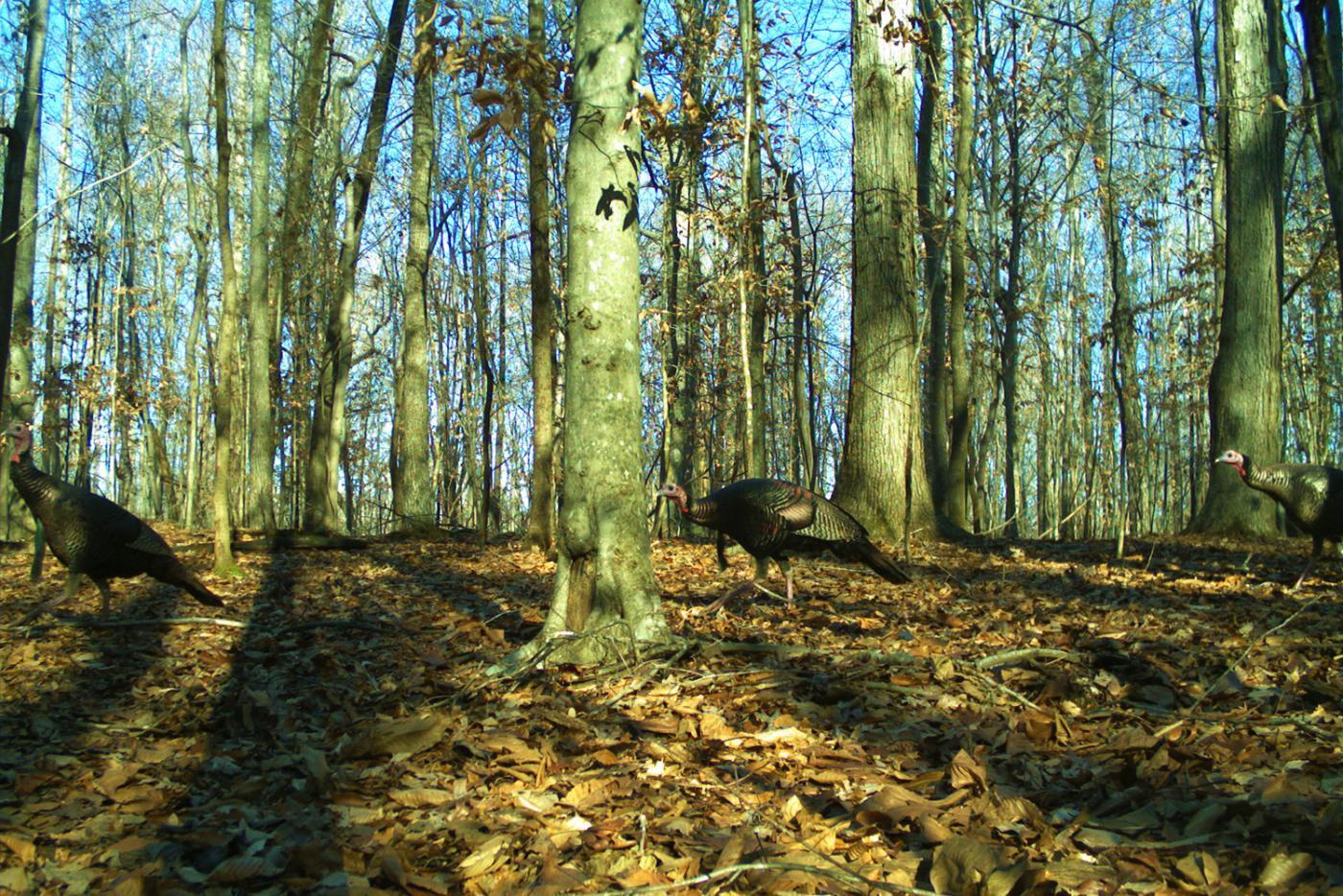 Wild turkeys at Eno River State Park, captured on a wildlife camera