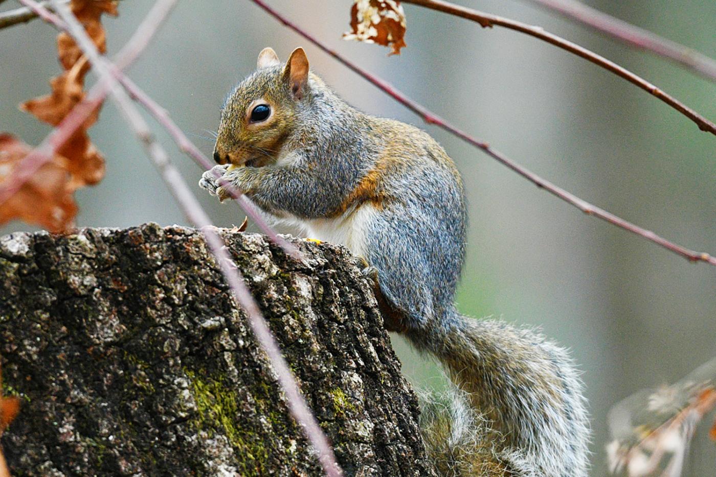 An eastern gray squirrel nibbling at Stone Mountain State Park