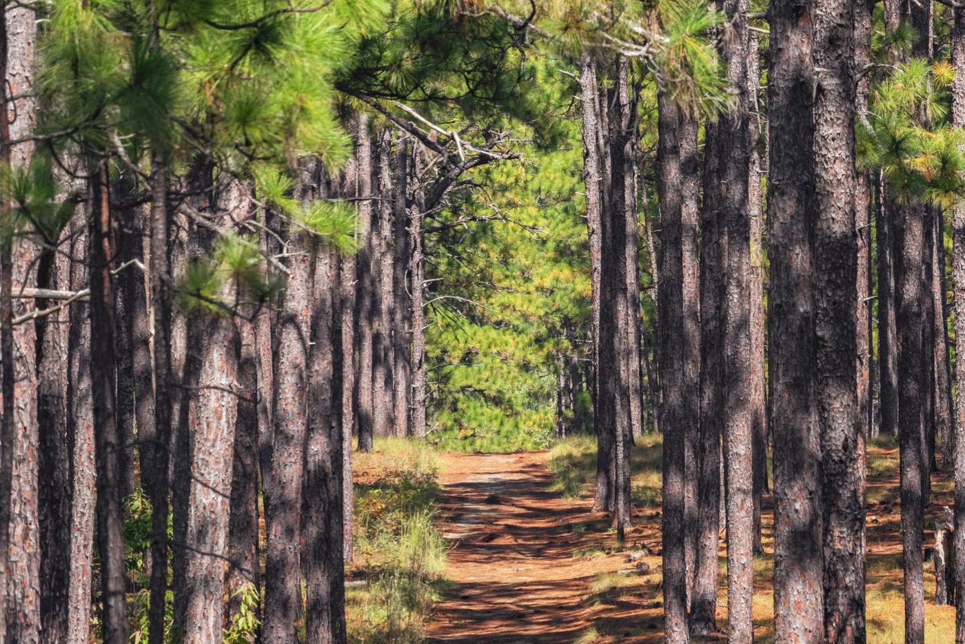 Natural surface trail running through the longleaf pine forest at Weymouth Woods Sandhills Nature Preserve
