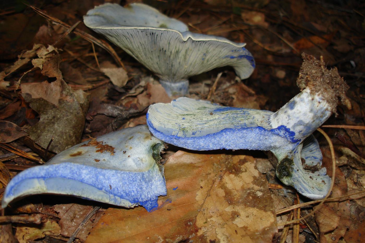 Cut Indigo Milk Mushroom
