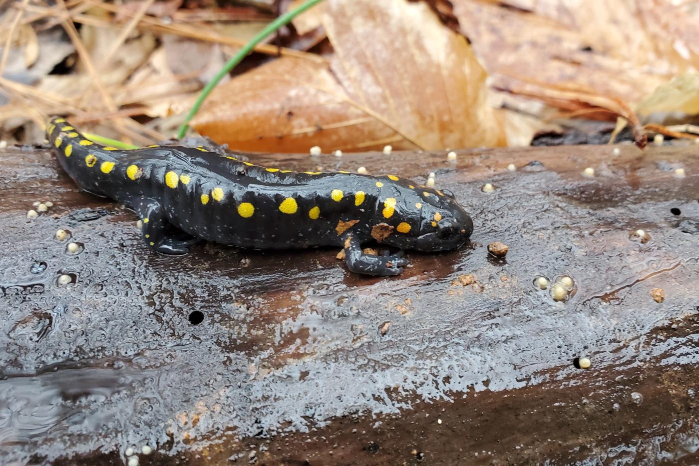 spotted salamander sitting on a damp log