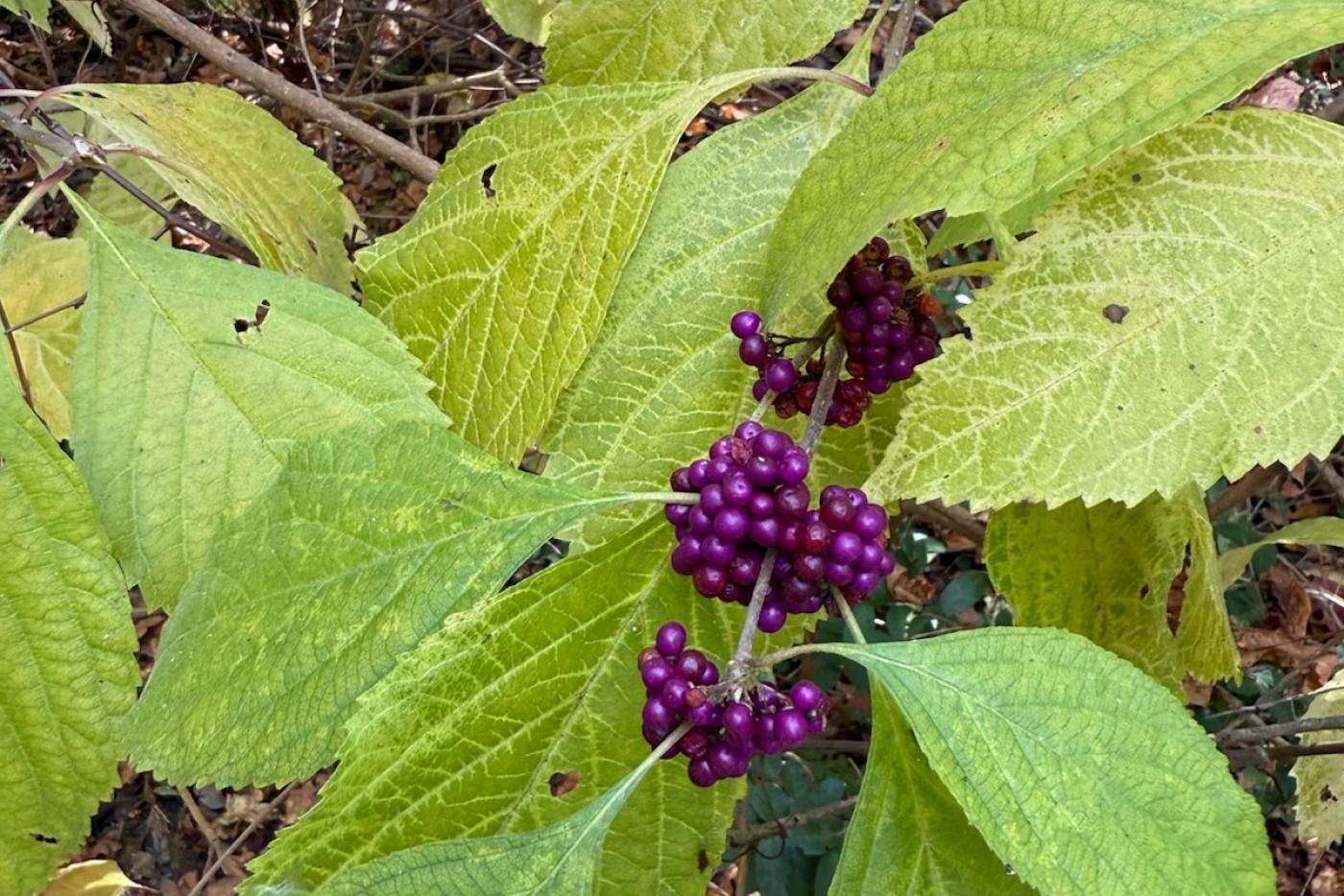 Beauty Berry image credited to J. Vanzant