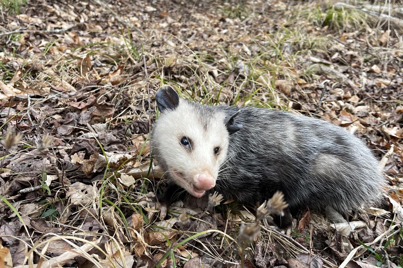 An opossum plays mannequin at Vade Mecum