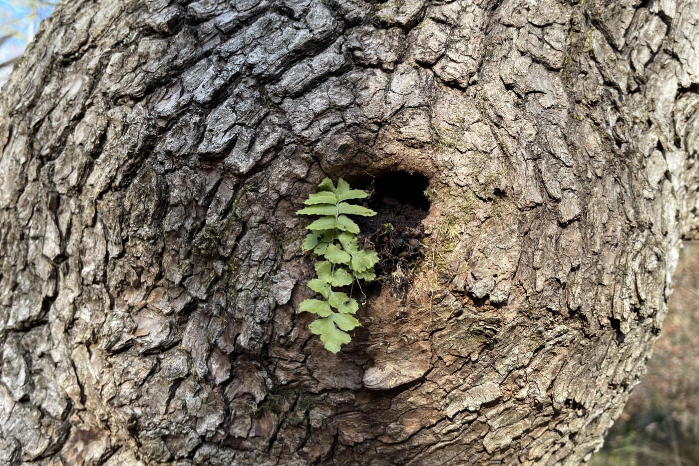 A fern pokes out of a hole in a tree.