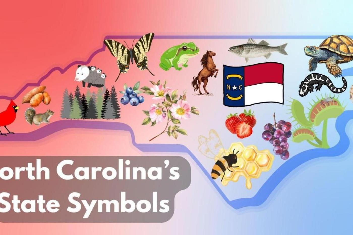 outline of North Carolina with state symbols throughout