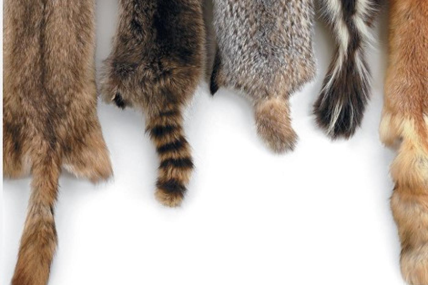 animal pelts
