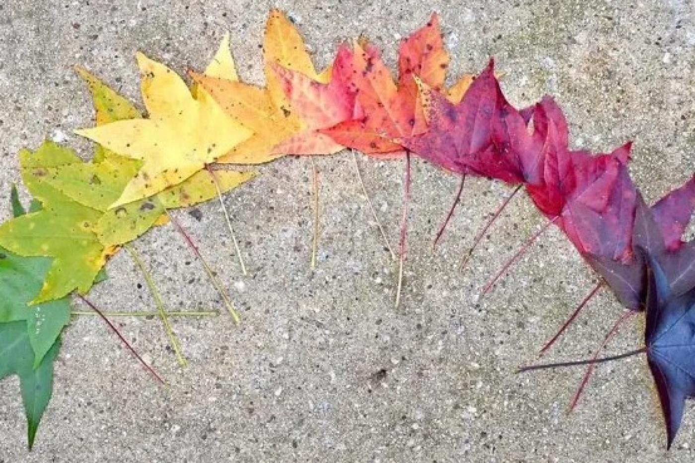 sweetgums leaves arranged in a half circle of all different colors