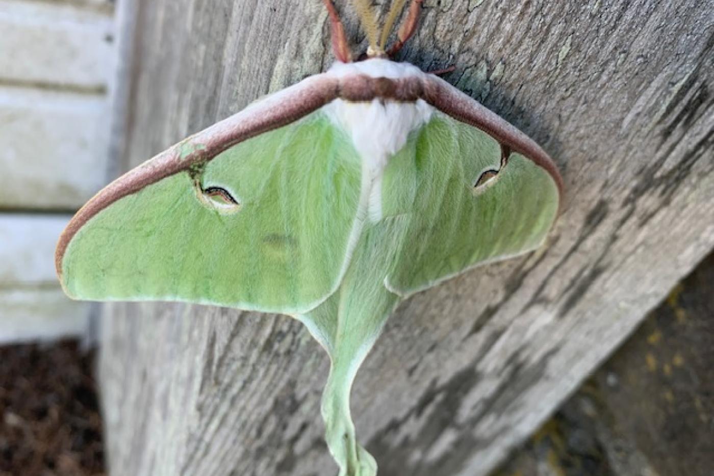 Luna Moth on Mt Mitchell