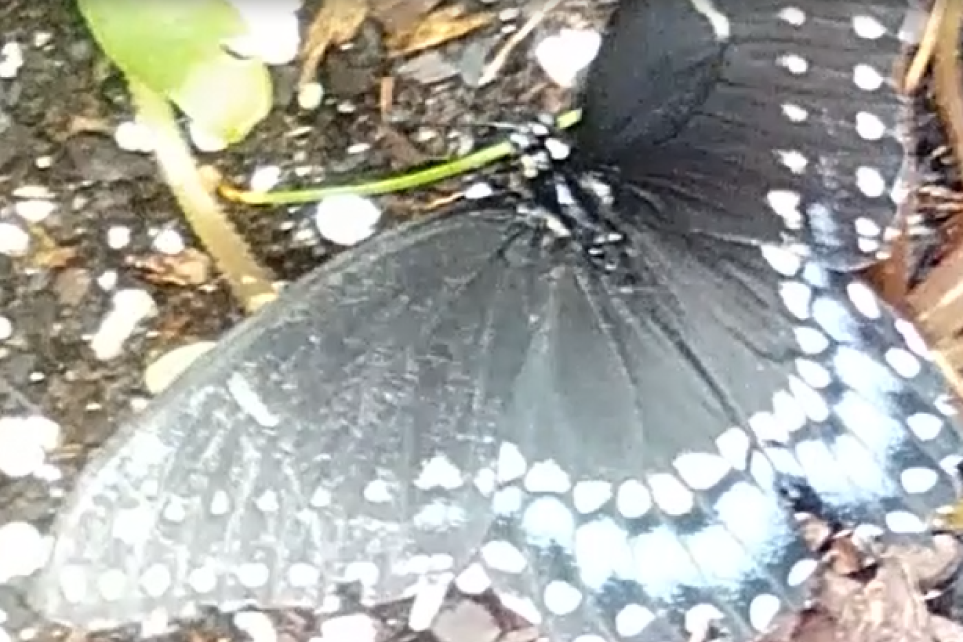swallowtail credited to J. Vanzant