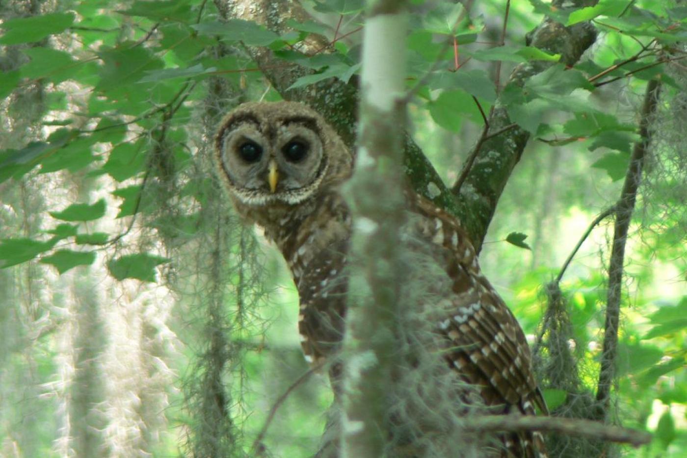 Owl in tree