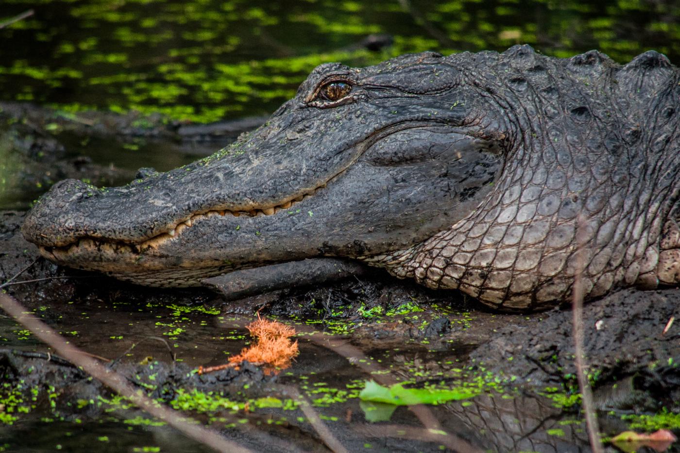 Alligator resting