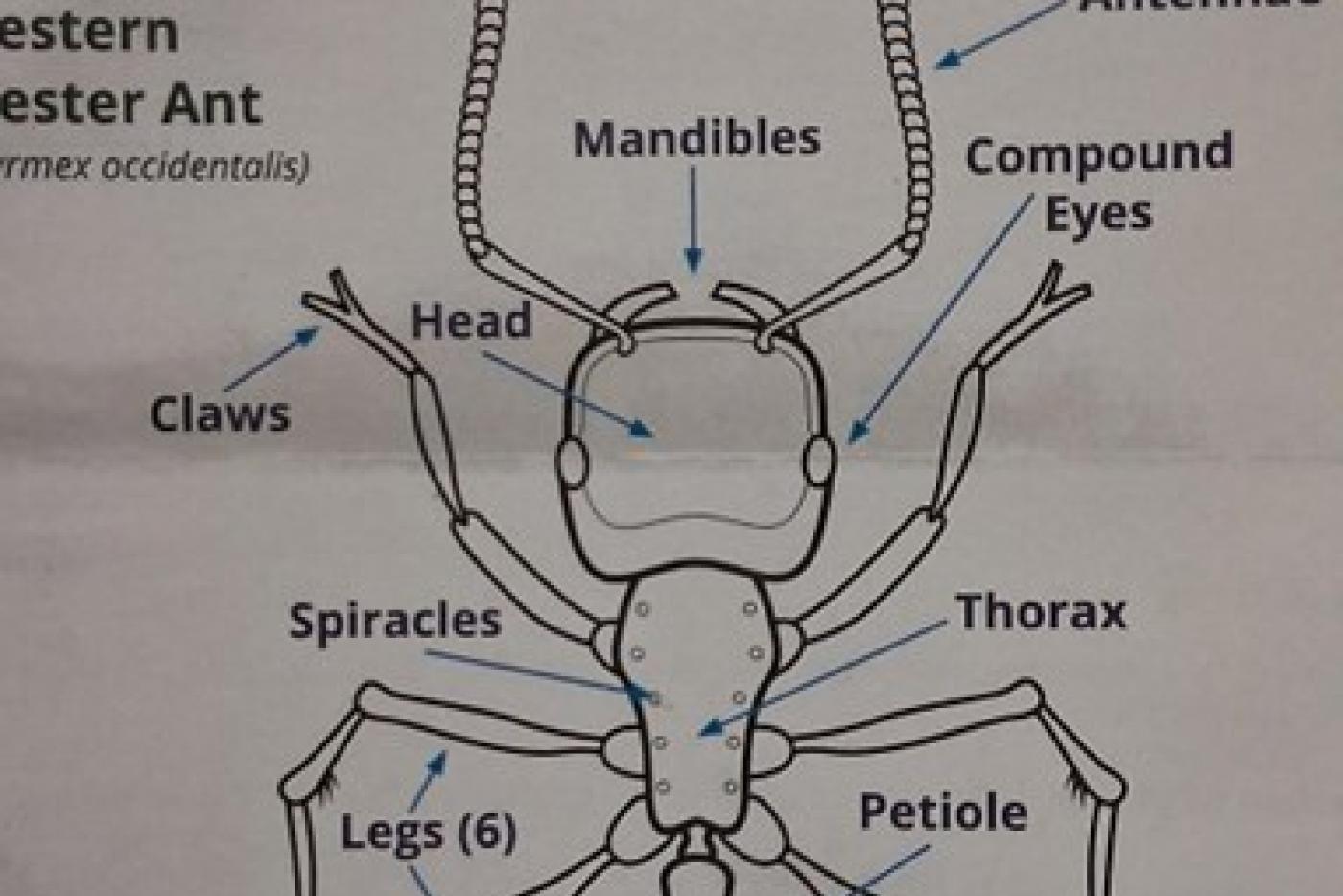 Ant observation journal