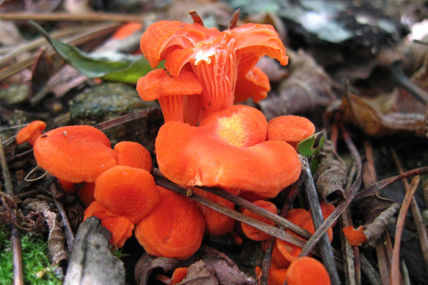 Photo of reddish orange mushrooms
